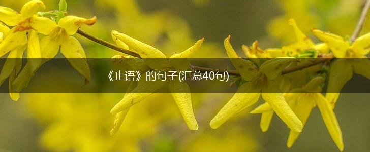 《止语》的句子(汇总40句),第1张