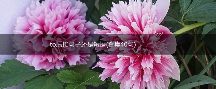 to后接句子还是短语(合集40句),第1张