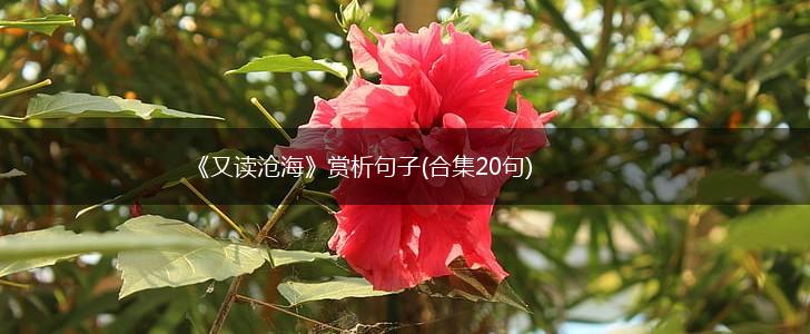 《又读沧海》赏析句子(合集20句),第1张