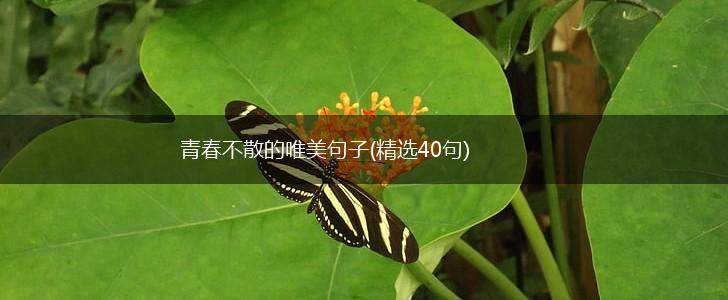青春不散的唯美句子(精选40句),第1张