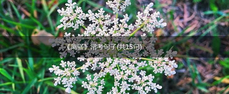 《离骚》常考句子(共15句),第1张