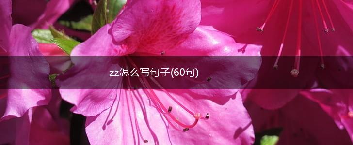 zz怎么写句子(60句),第1张