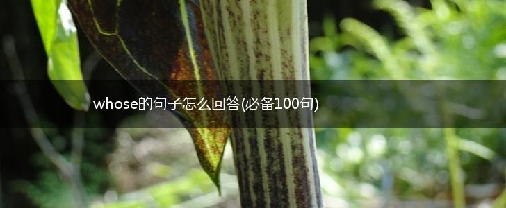 whose的句子怎么回答(必备100句),第1张