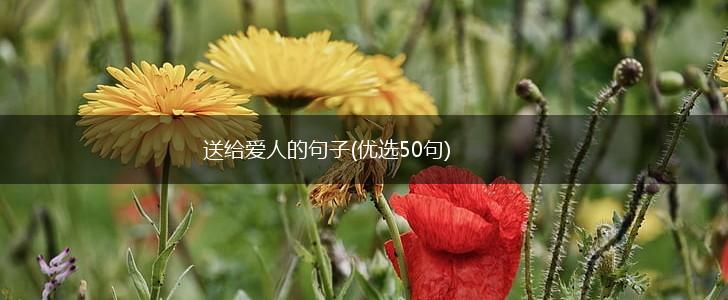 送给爱人的句子(优选50句),第1张