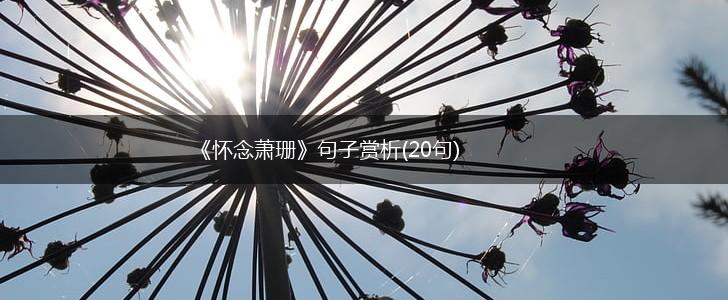 《怀念萧珊》句子赏析(20句),第1张