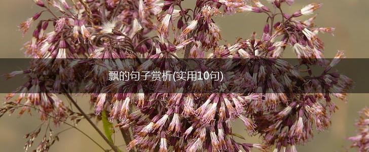 飘的句子赏析(实用10句),第1张