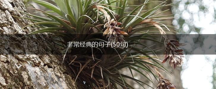 非常经典的句子(50句),第1张