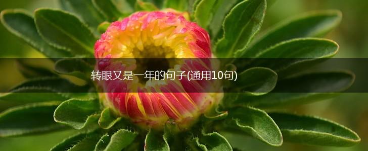 转眼又是一年的句子(通用10句),第1张