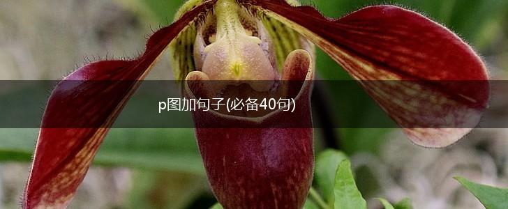 p图加句子(必备40句),第1张