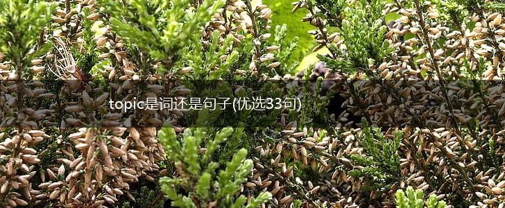 topic是词还是句子(优选33句),第1张