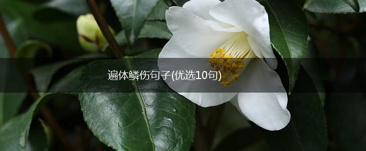 遍体鳞伤句子(优选10句),第1张