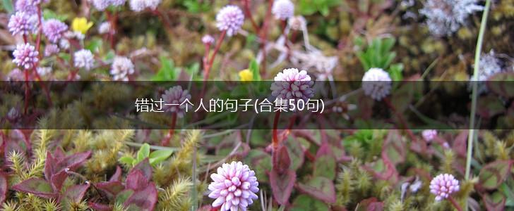 错过一个人的句子(合集50句),第1张