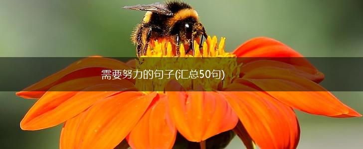 需要努力的句子(汇总50句),第1张