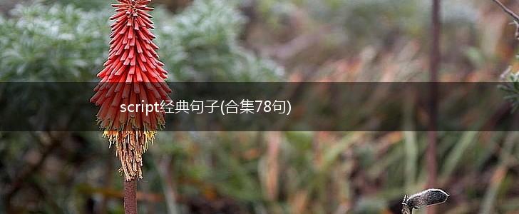 script经典句子(合集78句),第1张