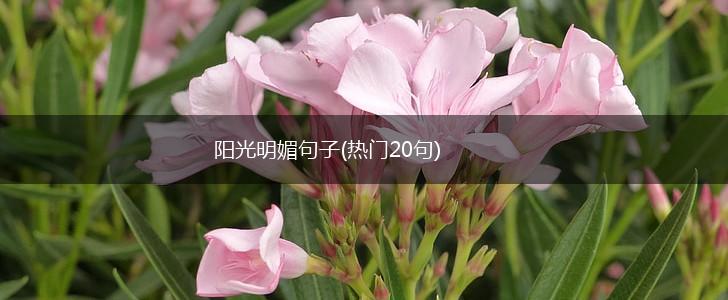 阳光明媚句子(热门20句),第1张