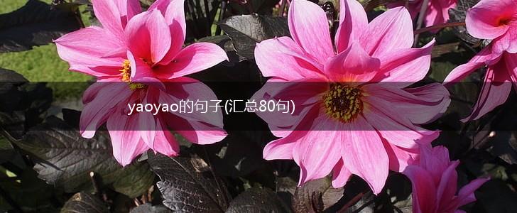 yaoyao的句子(汇总80句),第1张
