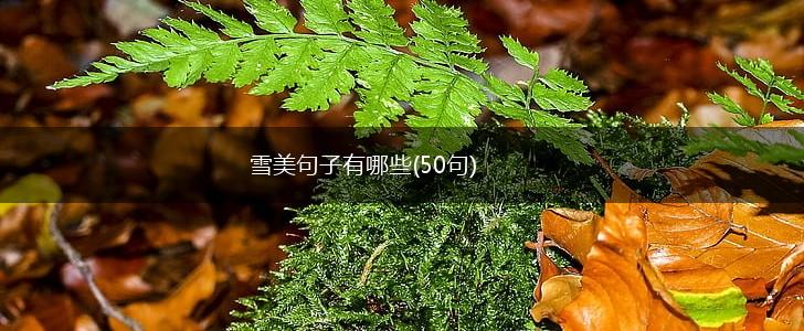 雪美句子有哪些(50句),第1张