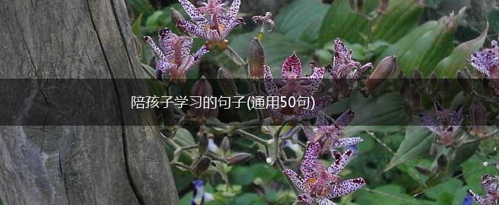 陪孩子学习的句子(通用50句),第1张