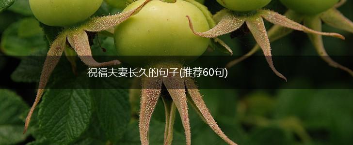 祝福夫妻长久的句子(推荐60句),第1张