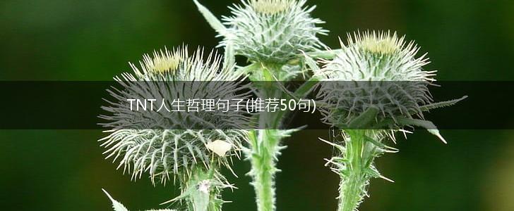 TNT人生哲理句子(推荐50句),第1张