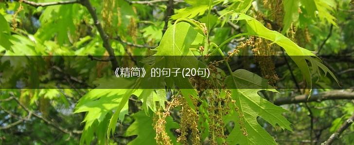 《精简》的句子(20句),第1张