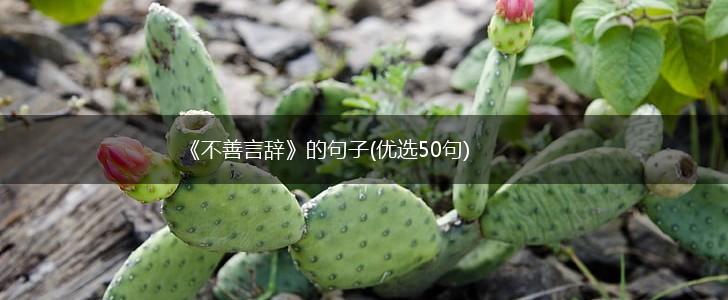 《不善言辞》的句子(优选50句),第1张