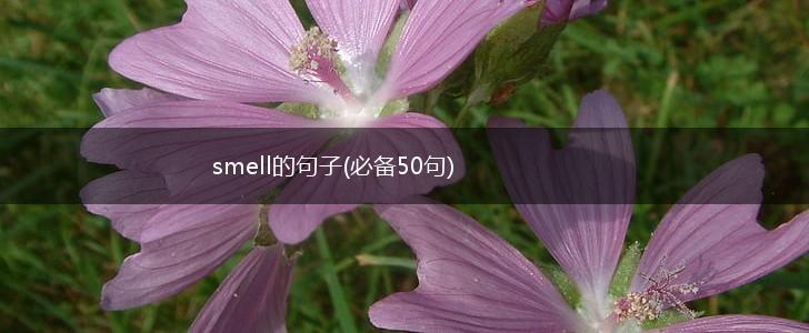 smell的句子(必备50句),第1张