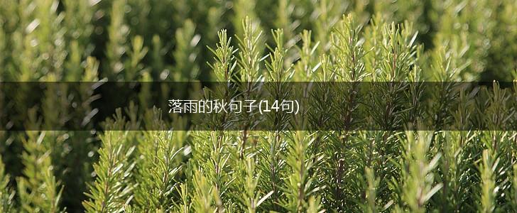 落雨的秋句子(14句),第1张