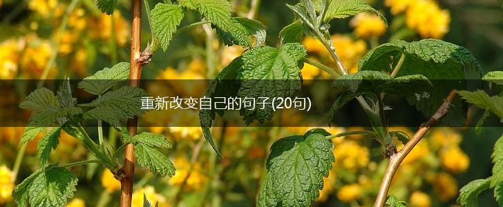 重新改变自己的句子(20句),第1张