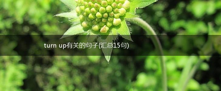turn up有关的句子(汇总15句),第1张