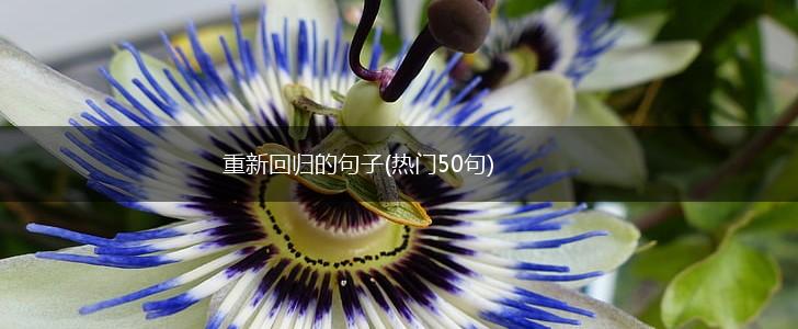 重新回归的句子(热门50句),第1张