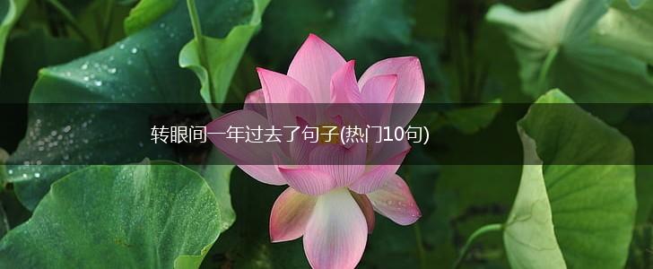 转眼间一年过去了句子(热门10句),第1张