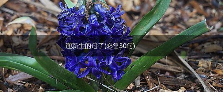迎新生的句子(必备30句),第1张