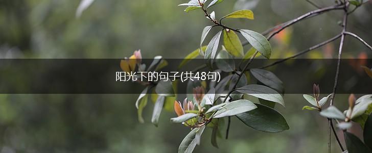 阳光下的句子(共48句),第1张