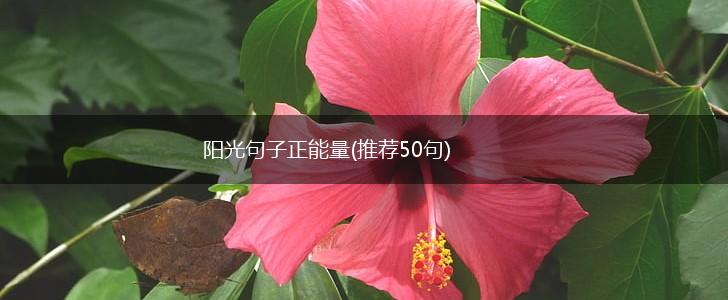 阳光句子正能量(推荐50句),第1张