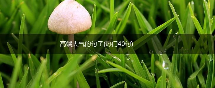 高端大气的句子(热门40句),第1张
