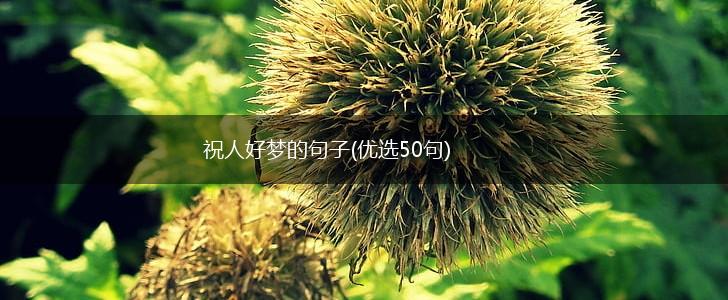祝人好梦的句子(优选50句),第1张