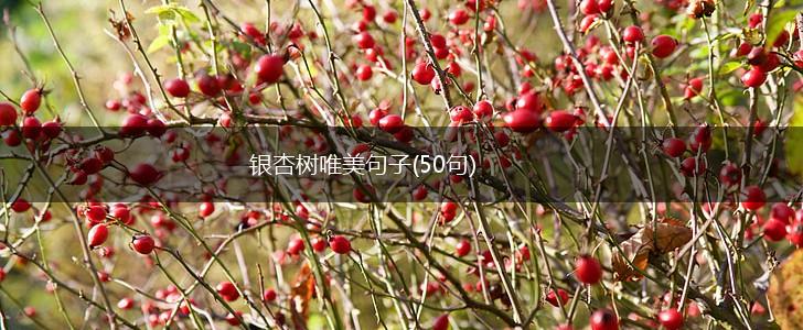 银杏树唯美句子(50句),第1张