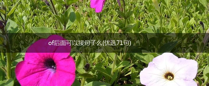 of后面可以接句子么(优选71句),第1张