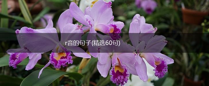 r音的句子(精选60句),第1张