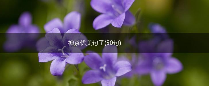 禅茶优美句子(50句),第1张