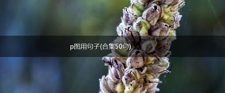 p图用句子(合集50句),第1张