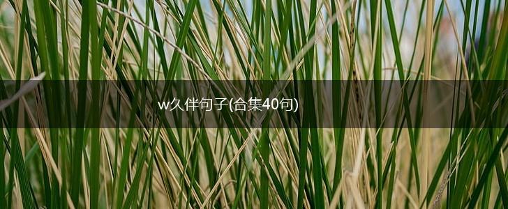 w久伴句子(合集40句),第1张