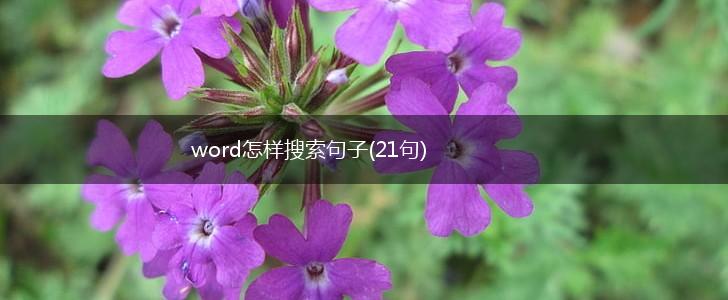 word怎样搜索句子(21句),第1张
