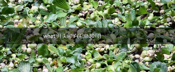 what 开头句子(汇总30句),第1张