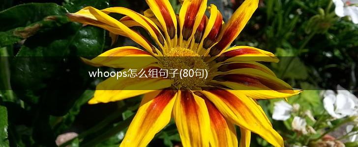 whoops怎么组句子(80句),第1张