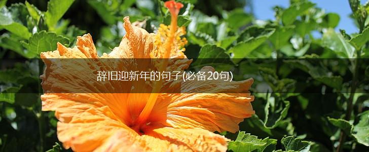 辞旧迎新年的句子(必备20句),第1张