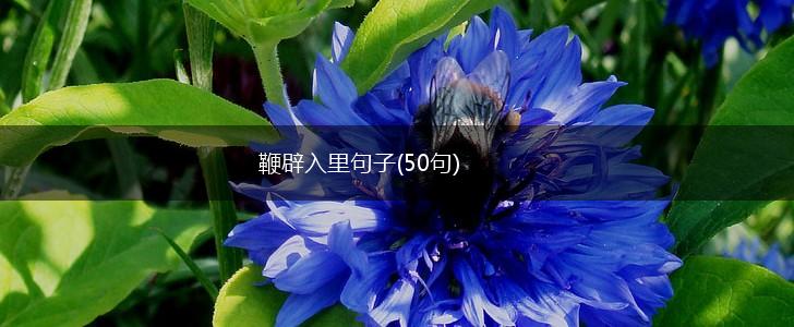 鞭辟入里句子(50句),第1张