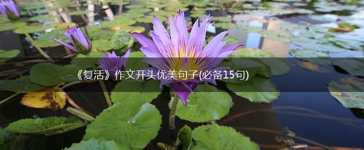 《复活》作文开头优美句子(必备15句),第1张