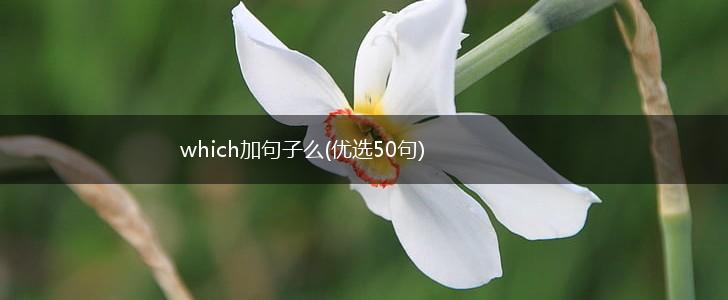 which加句子么(优选50句),第1张